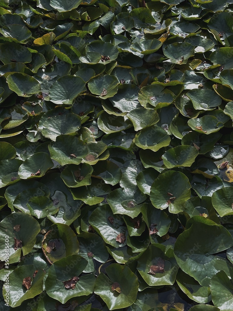 Green water lily leaves on water surface. Nature background