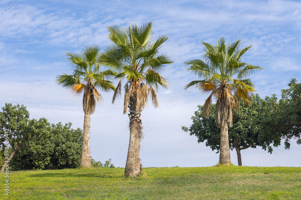 palm trees against the blue sky