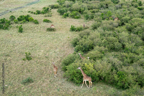 Aerial view of giraffes scattered on the plains and in the trees of the Masaai Mara Reserve Kenya Africa photo