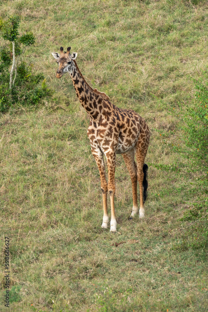 Giraffe - aerial view - alone in the Masaai Mara Reserve in Kenya Africa Giraffe - aerial view - alone in the Masaai Mara Reserve in Kenya Africa