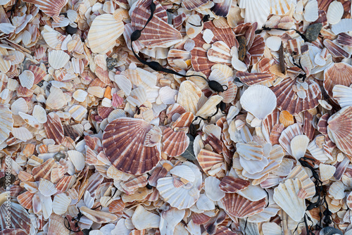fan-shaped scallop shells discarded as waste on Fenella Beach in Peel, Isle of Man