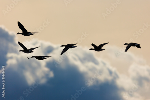 geese in flight