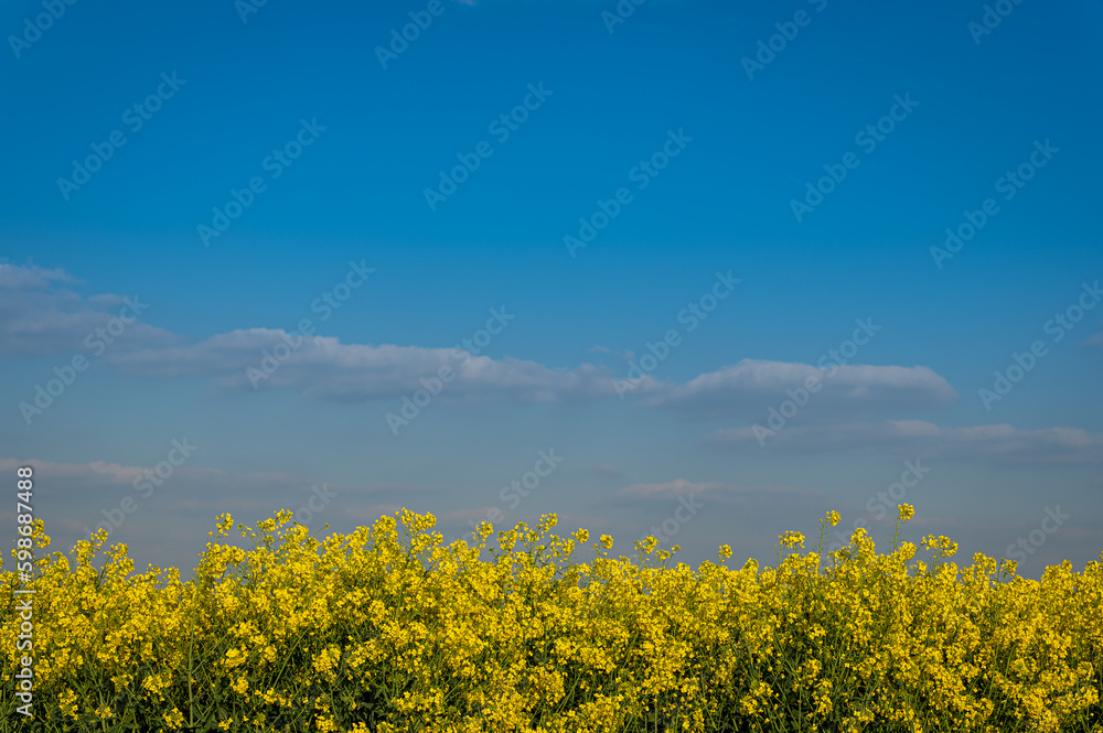 Fototapeta premium Landwirtschaft mit Rapsfeld vor blauem Himmel