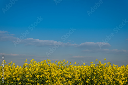 Landwirtschaft mit Rapsfeld vor blauem Himmel
