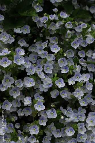 many small blue-white flowers with the name Veronica filiform and green leaves. for banners, labels, napkins, flyers, splash screens, etc.