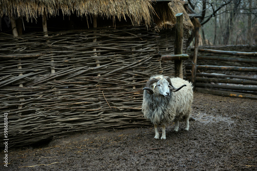 Sheep ram standing in the cattle pen, Ukrainian traditional rural homestead, reconstruction of 17 century photo