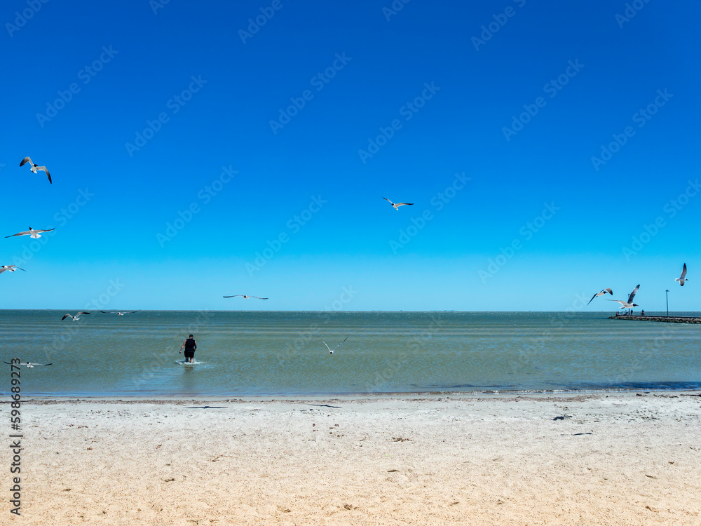Man walking in the water at the beach surrounded by birds
