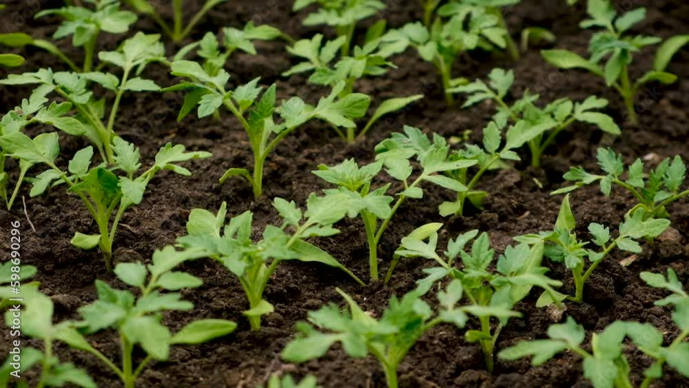 Seedlings of tomatoes grow in the garden. Selective focus. Seedlings of tomatoes grow in the garden. Selective focus.