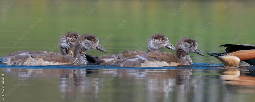 Four egyptian goose goslings out for a swim in Home Park, London Four egyptian goose goslings out for a swim in Home Park, London