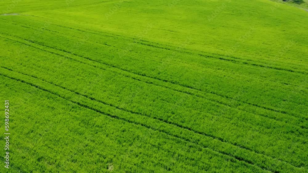 Aerial view of a large field of young green wheat Aerial view of a large field of young green wheat