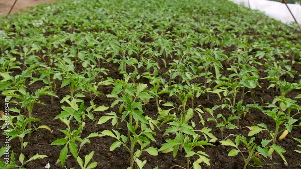 Seedlings of tomatoes grow in the garden. Selective focus. Seedlings of tomatoes grow in the garden. Selective focus.