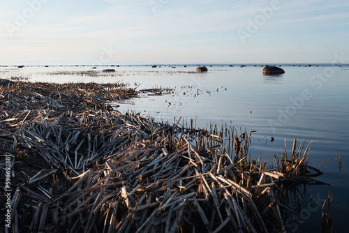 dry reeds on the seashore in spring