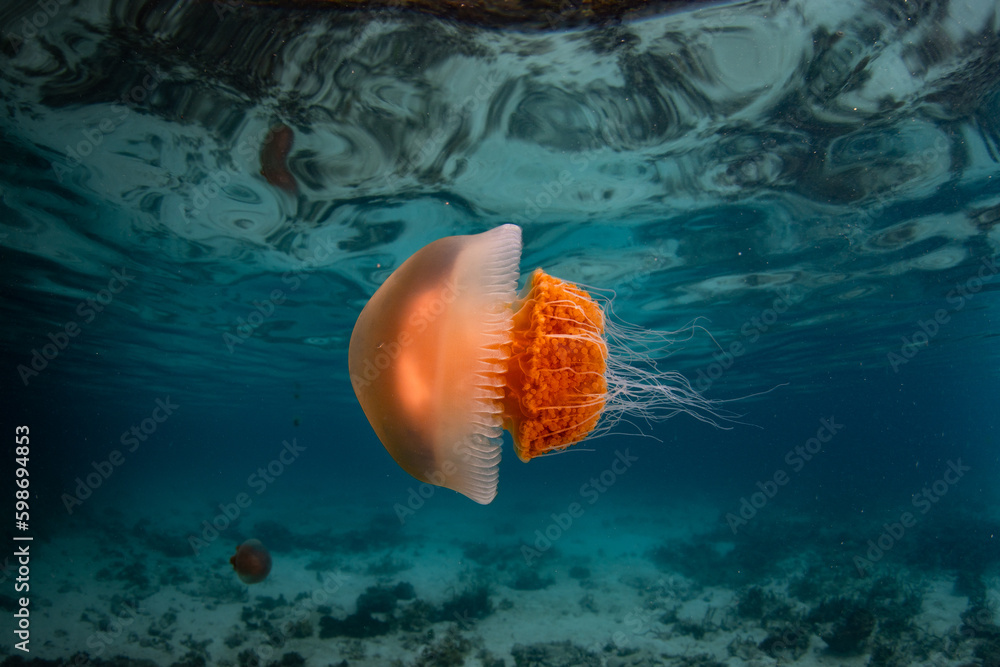 A small jellyfish swims just under the surface of the sea in Raja Ampat, Indonesia. Jellyfish