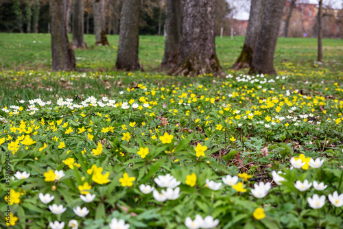 Fototapeta Naklejka Na Ścianę i Meble -  A field of yellow and white flowers with the word tulips on it