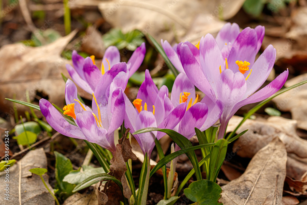 Purple beautiful blooming crocuses in spring against the background of grass Purple beautiful blooming crocuses in spring against the background of grass