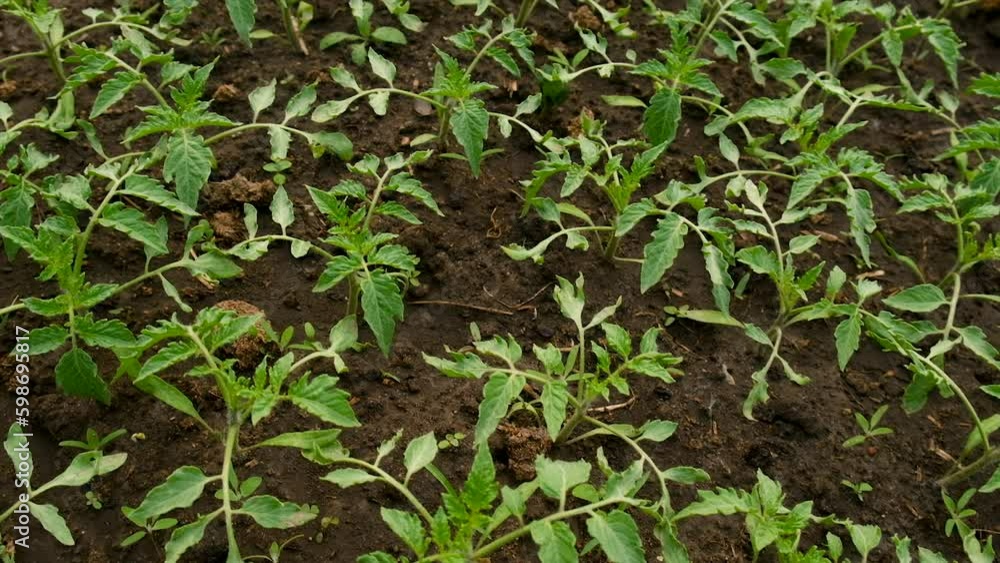 Seedlings of tomatoes grow in the garden. Selective focus. Seedlings of tomatoes grow in the garden. Selective focus.