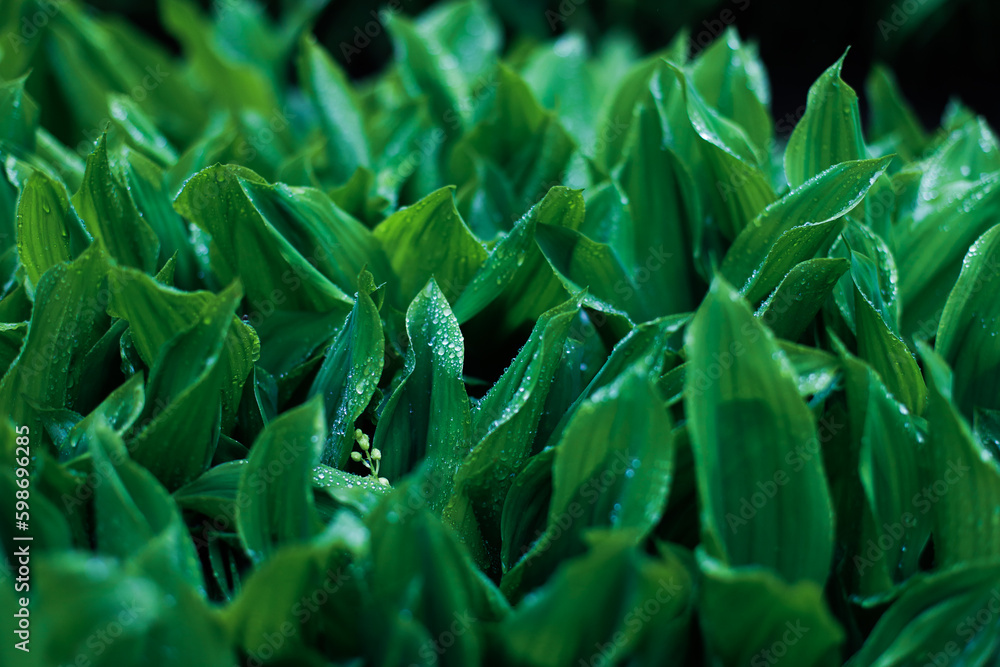 lily of the valley leaves toned green background lily of the valley leaves toned green background
