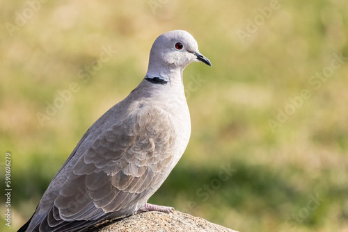 A singe Eurasian collared dove or Streptopelia decaocto sitting on the green background, hello spring