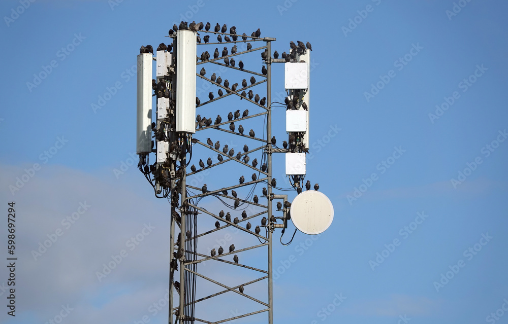 A flock of starlings perching on a cell tower against a blue sky background. 