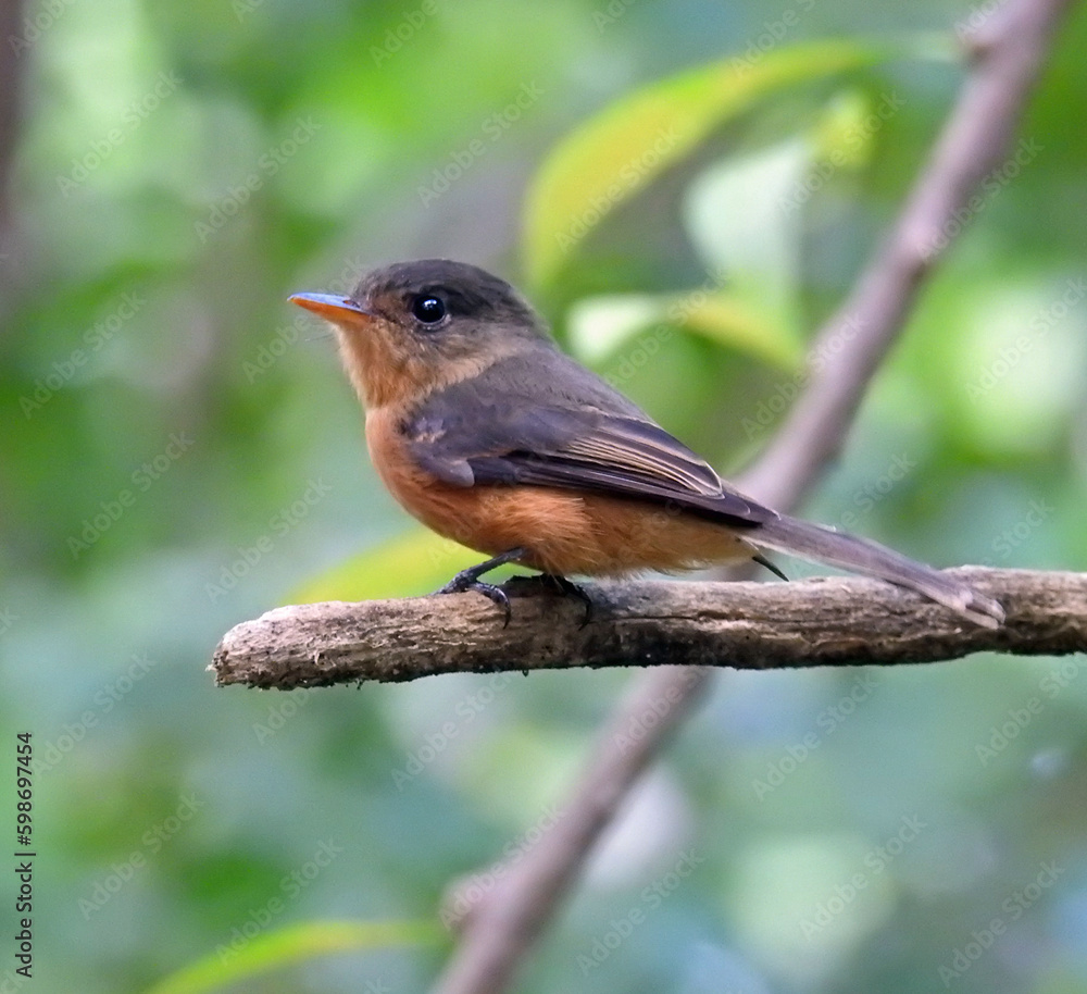 Fototapeta premium Lesser Antillean Peewee