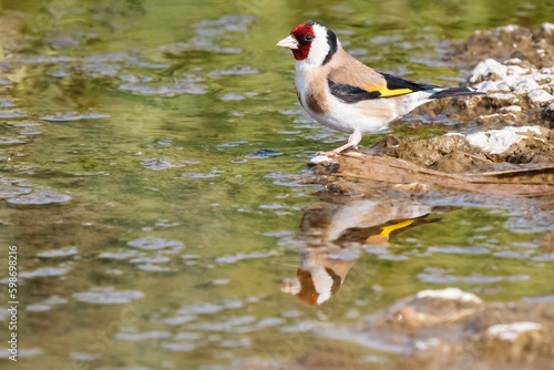 European goldfinch or Carduelis carduelis swimming on the lake, taking a bath on the river photo