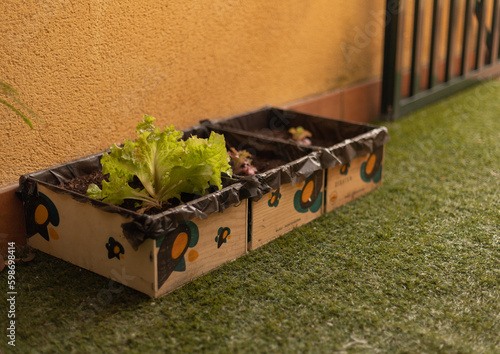 Huerta de lechugas casera hecha con cajones reciclados de madera.