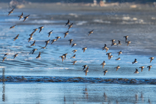 Shorebirds flying in flight