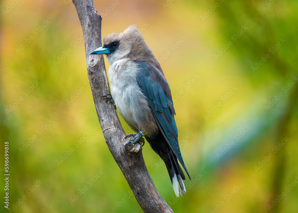 Sacred kingfisher (Todiramphus sanctus) a woodland kingfisher native to