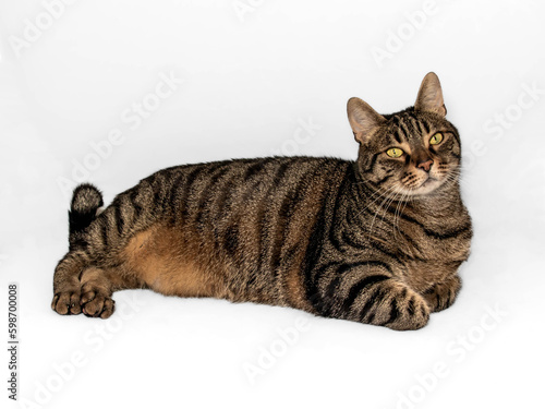 Splendid european tabby cat with elegant pose and intense yellow-green eyes on gray background