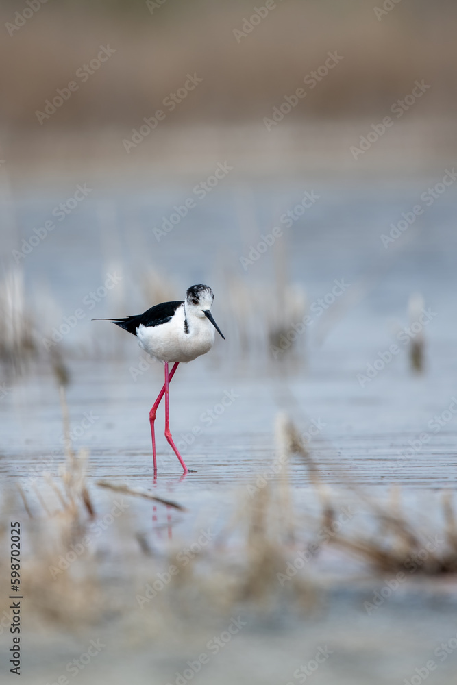 Uzunbacak » Black-winged Stilt » Himantopus himantopus
Uzunbacak » Black-winged Stilt » Himantopus himantopus
