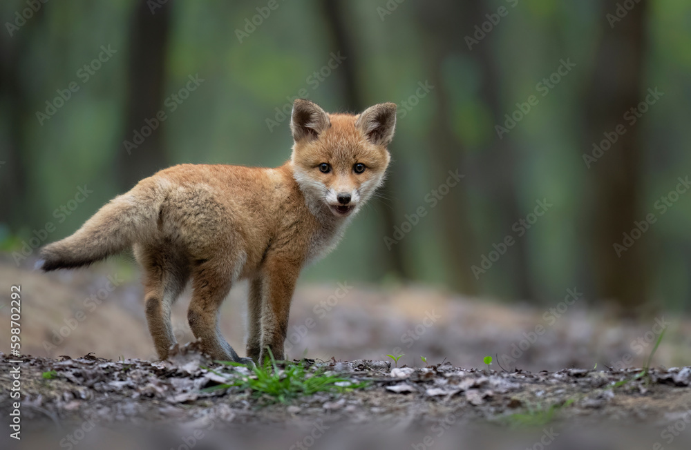 Fototapeta premium Cute young red fox in the forest ( Vulpes vulpes )