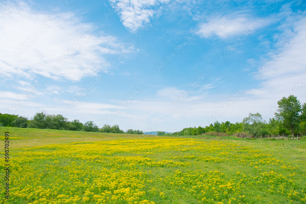 A meadow covered with yellow flowers and a blue sky with white clouds. Beautiful panorama