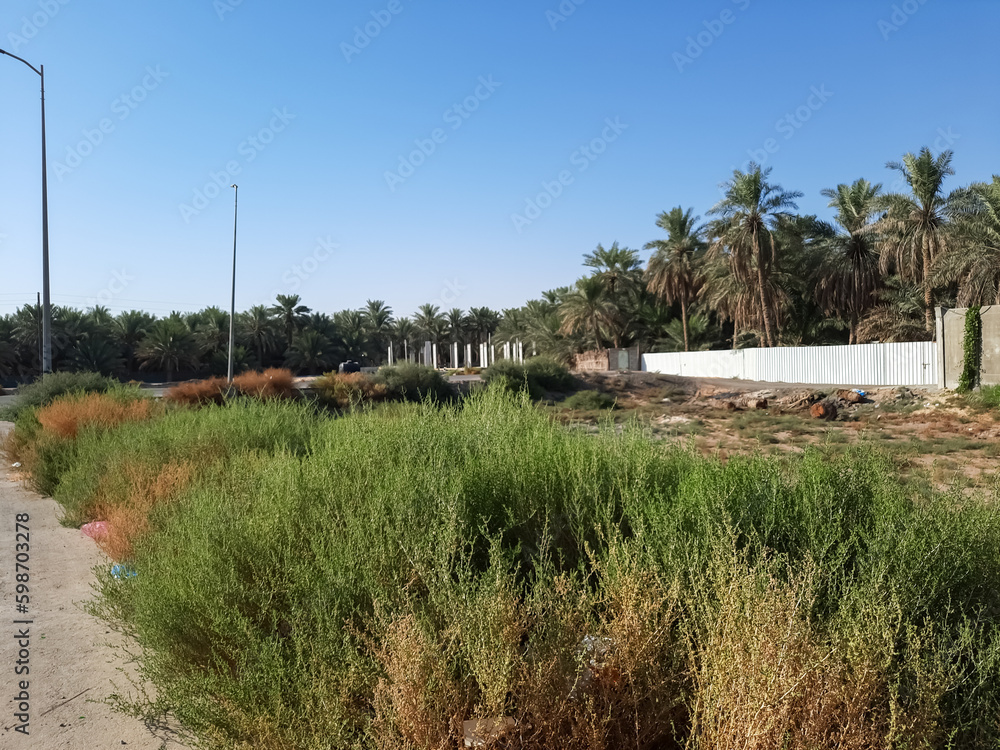 Beautiful Palm trees Garden green background Beautiful Palm trees Garden green background