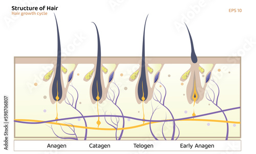 Hair Growth Cycle, anagen, catagen, telogen, early anagen, hair matrix, dermis, epidermis, sebaceous gland, hair follicle, shaft, long hair women template vector illustration.