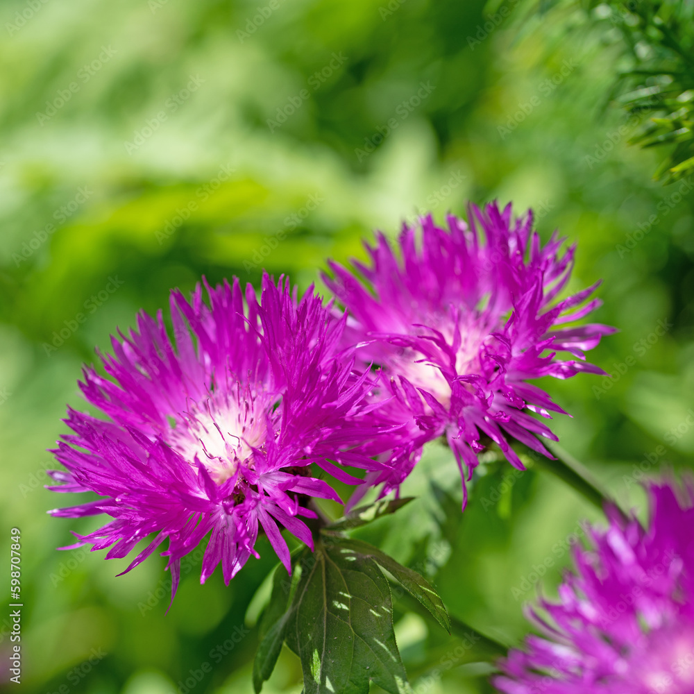 Obraz premium Blühende Kaukasus-Flockenblume, Centaurea dealbata