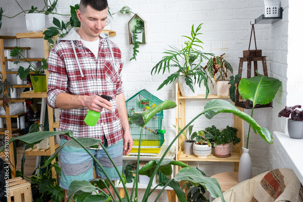 Man sprays from a spray gun home plants from her collection, grown with love on shelves in the interior of the house. Home plant growing, green house, water balance, humidification Man sprays from a spray gun home plants from her collection, grown with love on shelves in the interior of the house. Home plant growing, green house, water balance, humidification