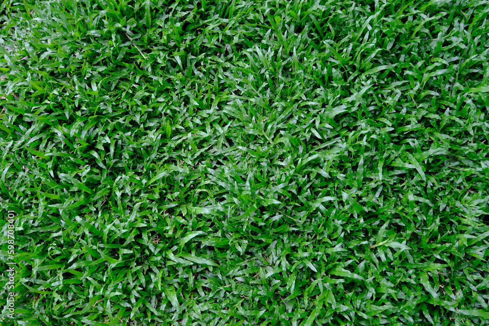 Carpet Grass or Axonopus is a genus of plants in the grass family, known generally as carpet grass. Carpet Grass or Axonopus is a genus of plants in the grass family, known generally as carpet grass.