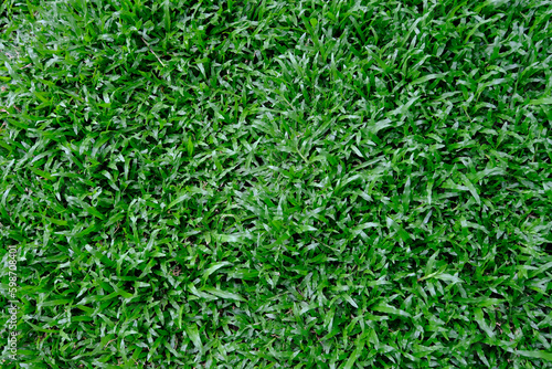 Carpet Grass or Axonopus is a genus of plants in the grass family, known generally as carpet grass.