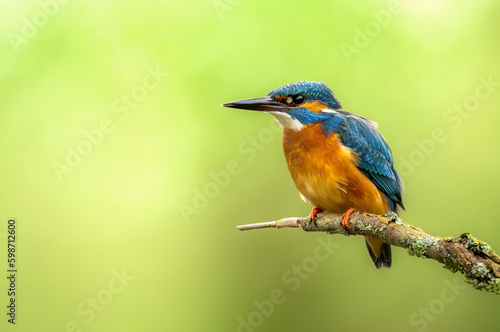 European Kingfisher ( Alcedo atthis ) close up