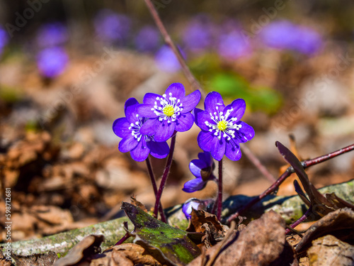 flowers in the garden