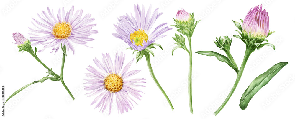 Pink daisy flowers set, botanical illustration.