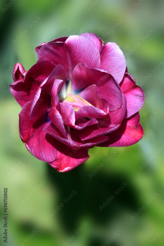 Colorful spring flowers on nature background Colorful spring flowers on nature background
