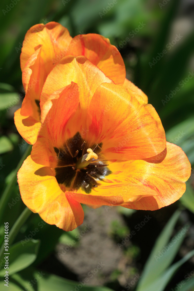 Colorful spring flowers on nature background Colorful spring flowers on nature background