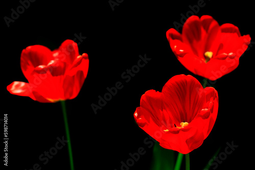 Colorful spring flowers on nature background