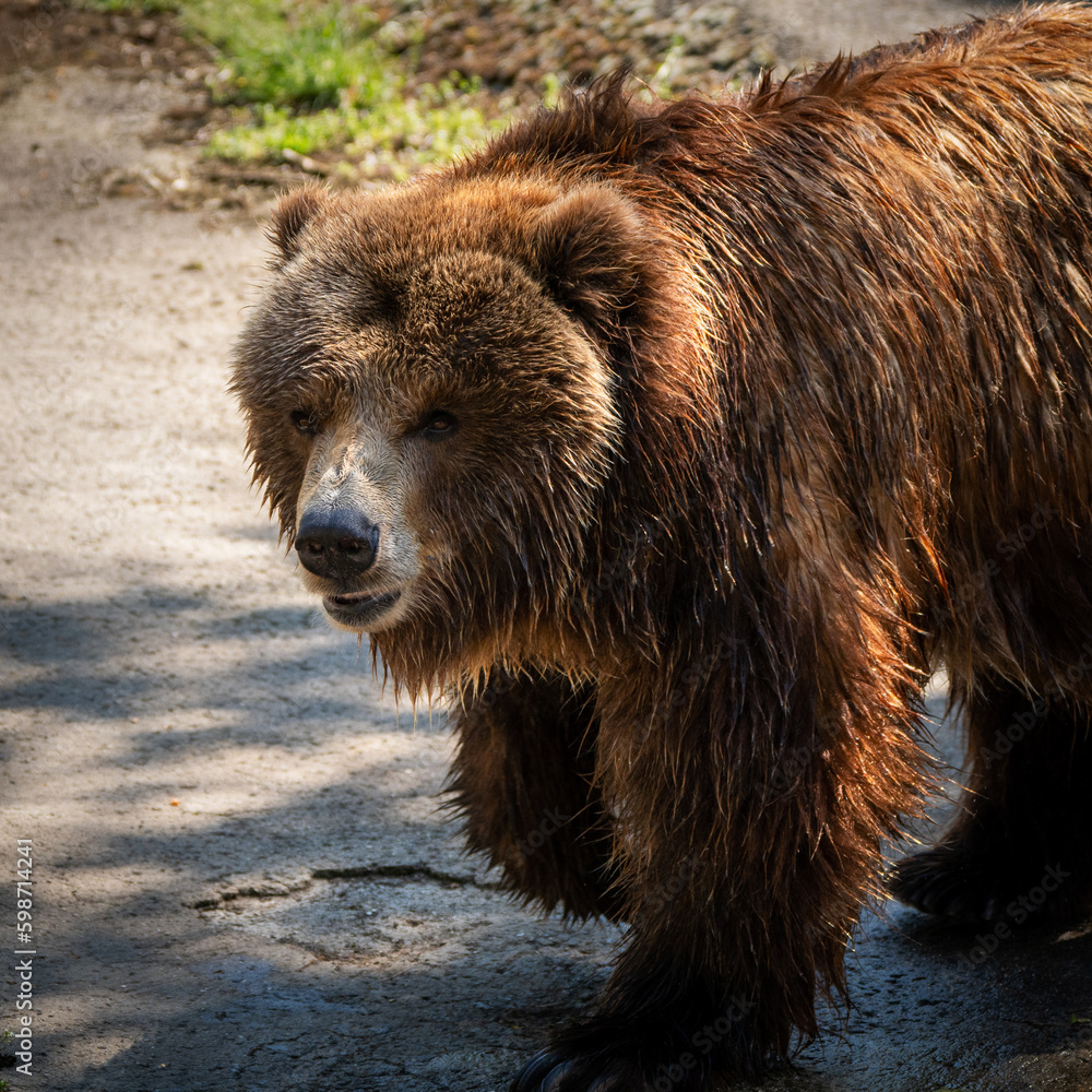 Magnificent brown bear photography during her walk Magnificent brown bear photography during her walk