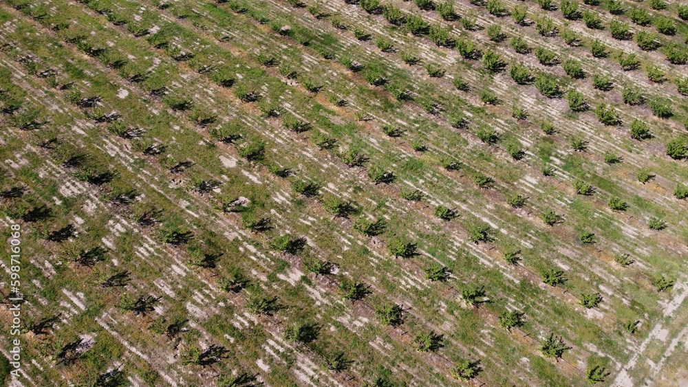 Aerial view of the organic hazelnut plantation