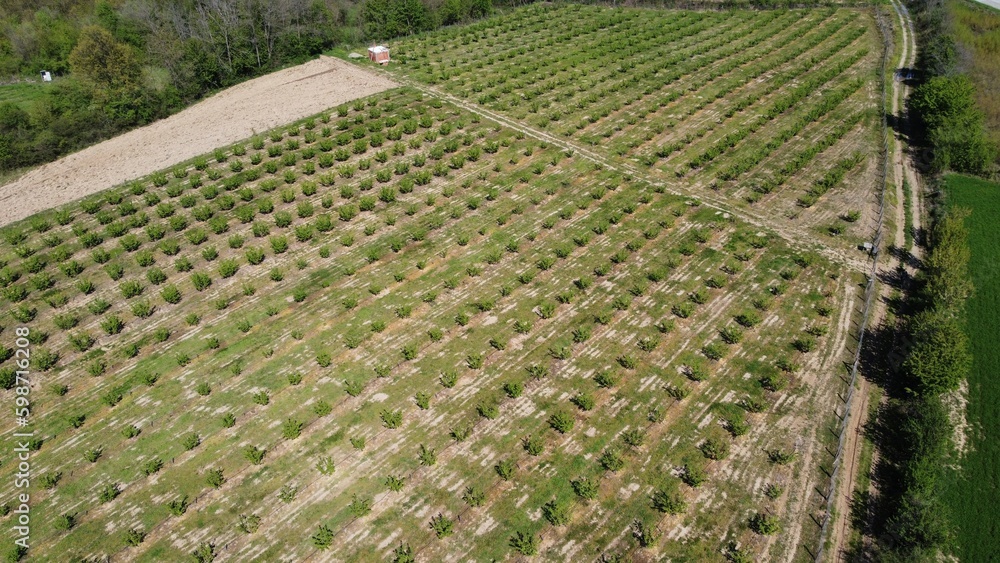 Aerial view of the organic hazelnut plantation Aerial view of the organic hazelnut plantation