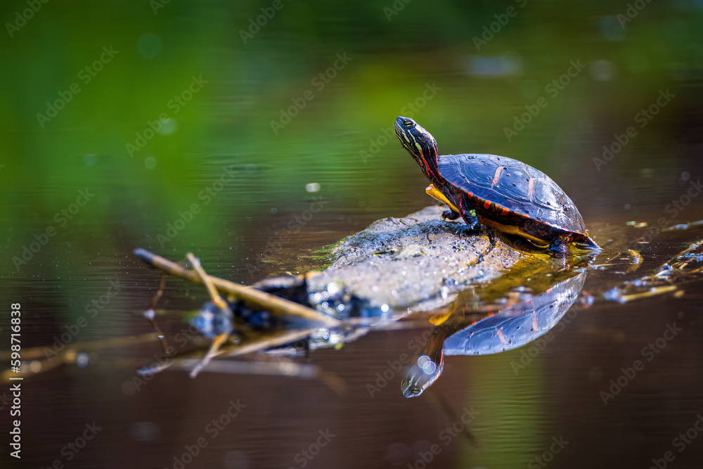 Obraz premium A painted turtle sunbathing