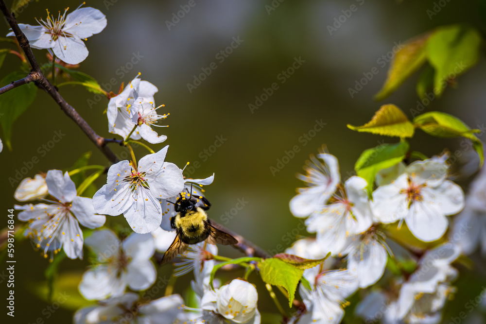 A bumblebee forages the flowers of an apple tree in spring A bumblebee forages the flowers of an apple tree in spring