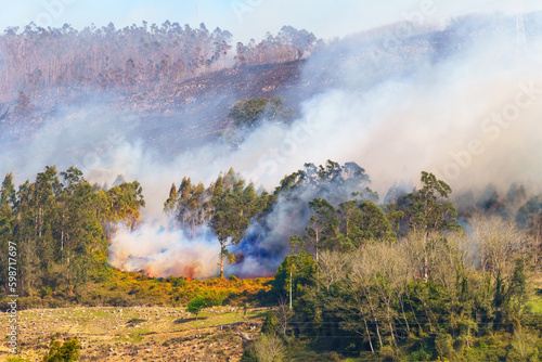 Wildfire with smoke. Natural disaster with forest fire